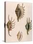 Spider-Conch Shells-G Perry-Stretched Canvas