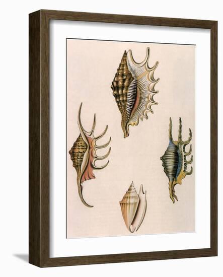 Spider-Conch Shells-G Perry-Framed Giclee Print