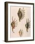 Spider-Conch Shells-G Perry-Framed Giclee Print