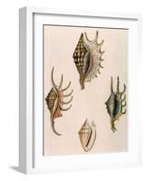 Spider-Conch Shells-G Perry-Framed Giclee Print