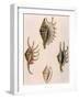 Spider-Conch Shells-G Perry-Framed Giclee Print