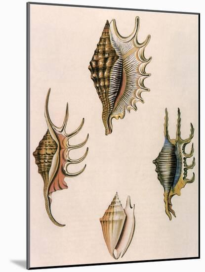 Spider-Conch Shells-G Perry-Mounted Giclee Print