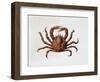 Spider Crab or Spinous Spider Crab (Maja Squinado), Majidae-null-Framed Giclee Print