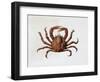 Spider Crab or Spinous Spider Crab (Maja Squinado), Majidae-null-Framed Giclee Print