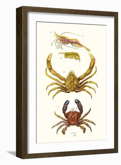 Spider Crab, Sand Skipper, Prawn, Velvet Swimming Crab-James Sowerby-Framed Art Print