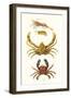 Spider Crab, Sand Skipper, Prawn, Velvet Swimming Crab-James Sowerby-Framed Art Print