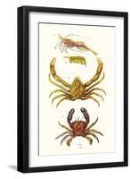 Spider Crab, Sand Skipper, Prawn, Velvet Swimming Crab-James Sowerby-Framed Art Print