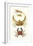 Spider Crab, Sand Skipper, Prawn, Velvet Swimming Crab-James Sowerby-Framed Art Print