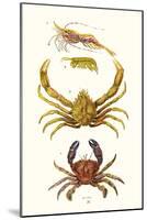 Spider Crab, Sand Skipper, Prawn, Velvet Swimming Crab-James Sowerby-Mounted Art Print