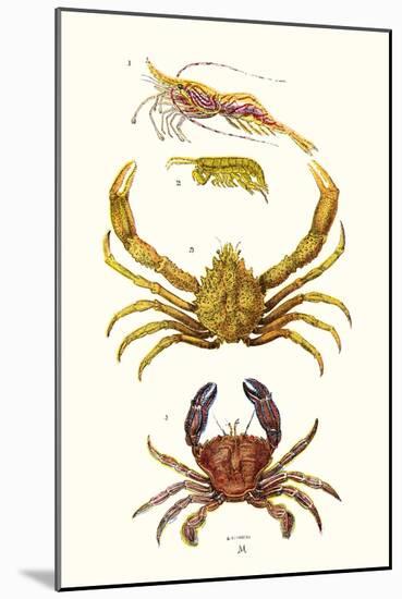 Spider Crab, Sand Skipper, Prawn, Velvet Swimming Crab-James Sowerby-Mounted Art Print