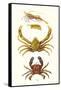 Spider Crab, Sand Skipper, Prawn, Velvet Swimming Crab-James Sowerby-Framed Stretched Canvas