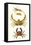 Spider Crab, Sand Skipper, Prawn, Velvet Swimming Crab-James Sowerby-Framed Stretched Canvas