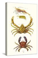 Spider Crab, Sand Skipper, Prawn, Velvet Swimming Crab-James Sowerby-Stretched Canvas