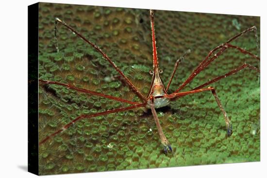 Spider Crab, Stenorhynchus Seticornus, British Virgin Islands, Bvi, Caribbean Sea, Leeward Islands-Reinhard Dirscherl-Stretched Canvas