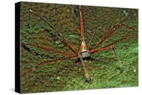 Spider Crab, Stenorhynchus Seticornus, British Virgin Islands, Bvi, Caribbean Sea, Leeward Islands-Reinhard Dirscherl-Stretched Canvas