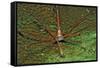 Spider Crab, Stenorhynchus Seticornus, British Virgin Islands, Bvi, Caribbean Sea, Leeward Islands-Reinhard Dirscherl-Framed Stretched Canvas