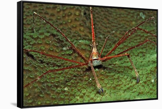 Spider Crab, Stenorhynchus Seticornus, British Virgin Islands, Bvi, Caribbean Sea, Leeward Islands-Reinhard Dirscherl-Framed Stretched Canvas