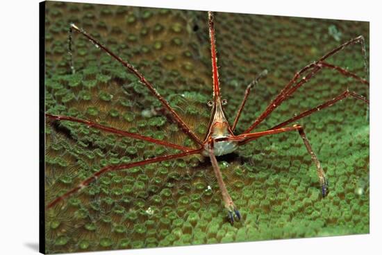 Spider Crab, Stenorhynchus Seticornus, British Virgin Islands, Bvi, Caribbean Sea, Leeward Islands-Reinhard Dirscherl-Stretched Canvas