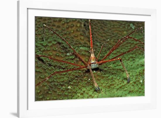 Spider Crab, Stenorhynchus Seticornus, British Virgin Islands, Bvi, Caribbean Sea, Leeward Islands-Reinhard Dirscherl-Framed Photographic Print