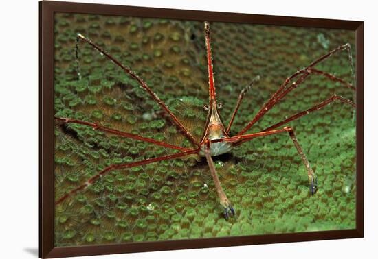 Spider Crab, Stenorhynchus Seticornus, British Virgin Islands, Bvi, Caribbean Sea, Leeward Islands-Reinhard Dirscherl-Framed Photographic Print