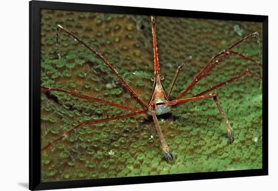 Spider Crab, Stenorhynchus Seticornus, British Virgin Islands, Bvi, Caribbean Sea, Leeward Islands-Reinhard Dirscherl-Framed Photographic Print