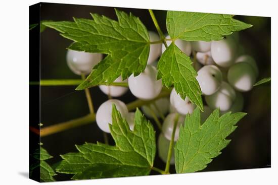 Spider Eggs-Gordon Semmens-Stretched Canvas