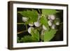 Spider Eggs-Gordon Semmens-Framed Photographic Print