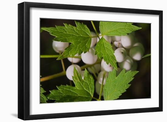 Spider Eggs-Gordon Semmens-Framed Photographic Print