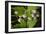 Spider Eggs-Gordon Semmens-Framed Photographic Print