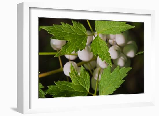 Spider Eggs-Gordon Semmens-Framed Photographic Print