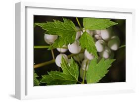 Spider Eggs-Gordon Semmens-Framed Photographic Print