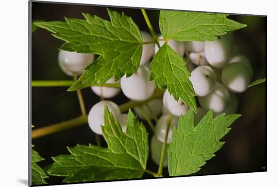 Spider Eggs-Gordon Semmens-Mounted Photographic Print