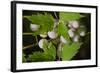 Spider Eggs-Gordon Semmens-Framed Photographic Print