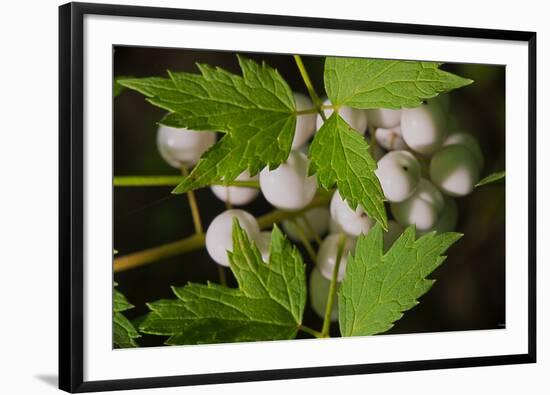 Spider Eggs-Gordon Semmens-Framed Photographic Print