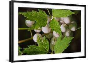 Spider Eggs-Gordon Semmens-Framed Photographic Print