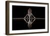 Spider Giraffe-Alessandro Catta-Framed Giclee Print