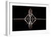 Spider Giraffe-Alessandro Catta-Framed Giclee Print