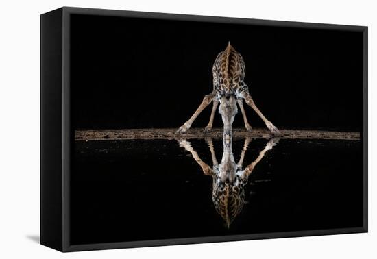 Spider Giraffe-Alessandro Catta-Framed Stretched Canvas