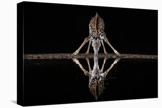 Spider Giraffe-Alessandro Catta-Stretched Canvas