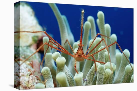 Spider Hermit Crab, Stenorhynchus Seticornis, Netherlands Antilles, Bonaire, Caribbean Sea-Reinhard Dirscherl-Stretched Canvas
