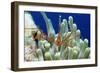 Spider Hermit Crab, Stenorhynchus Seticornis, Netherlands Antilles, Bonaire, Caribbean Sea-Reinhard Dirscherl-Framed Photographic Print