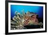 Spider Hermit Crabs in Anemone-Reinhard Dirscherl-Framed Photographic Print