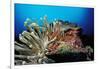 Spider Hermit Crabs in Anemone-Reinhard Dirscherl-Framed Photographic Print