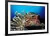 Spider Hermit Crabs in Anemone-Reinhard Dirscherl-Framed Photographic Print