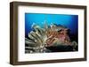 Spider Hermit Crabs in Anemone-Reinhard Dirscherl-Framed Photographic Print