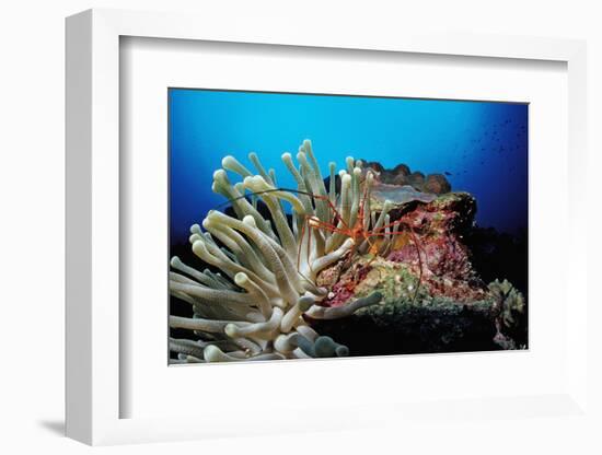 Spider Hermit Crabs in Anemone-Reinhard Dirscherl-Framed Photographic Print