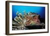 Spider Hermit Crabs in Anemone-Reinhard Dirscherl-Framed Photographic Print