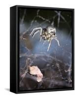 Spider in Etosha National Park-Paul Souders-Framed Stretched Canvas