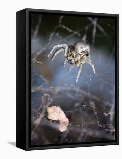 Spider in Etosha National Park-Paul Souders-Framed Stretched Canvas