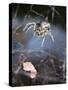 Spider in Etosha National Park-Paul Souders-Stretched Canvas